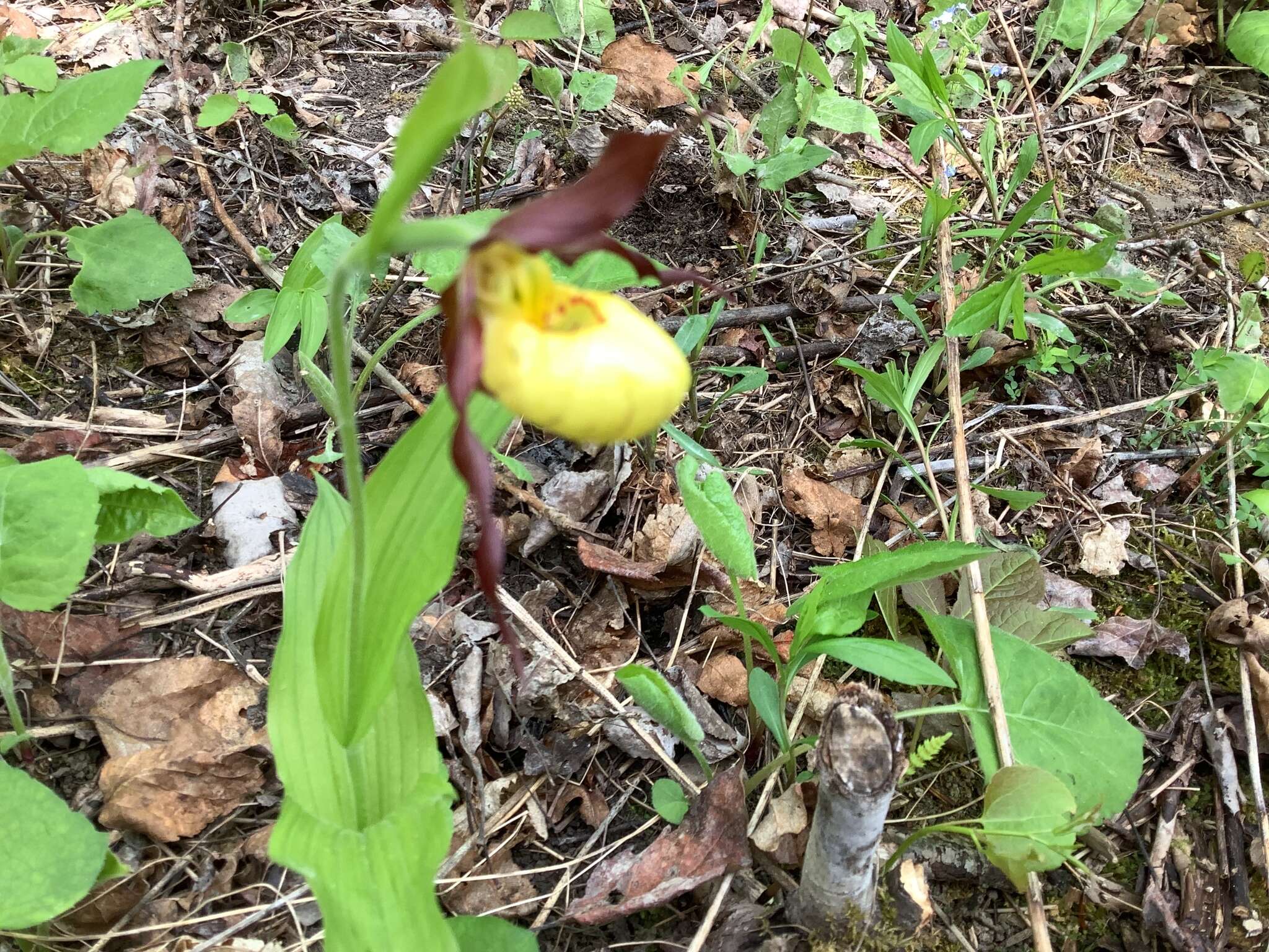 Imagem de Cypripedium parviflorum var. parviflorum