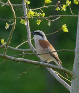 Image of Red-backed Shrike