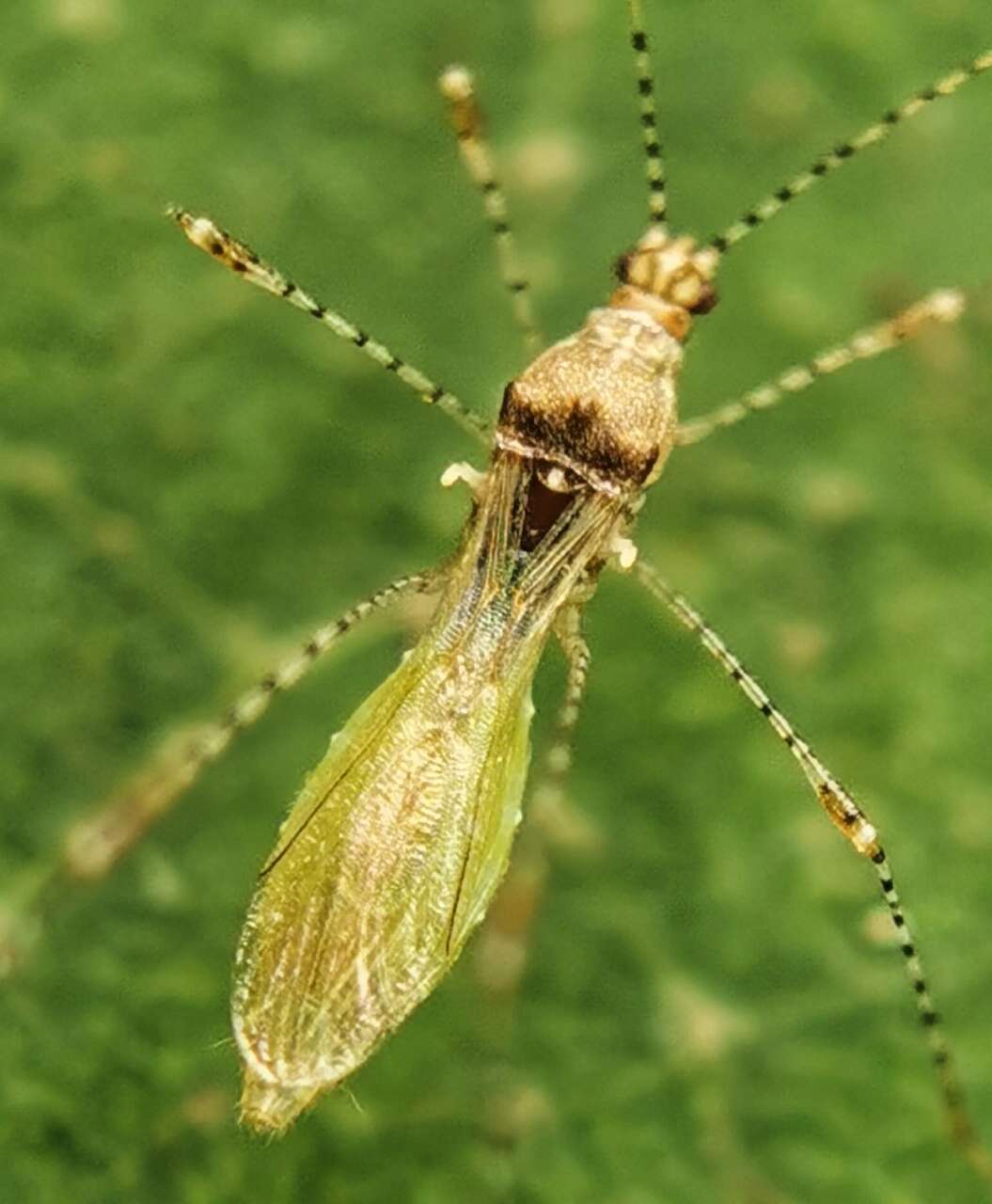 Image of Gampsocoris pacificus (China & W. E. 1930)