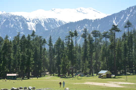 Image of Deodar cedar