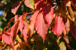 Acer cissifolium (Sieb. & Zucc.) C. Koch resmi