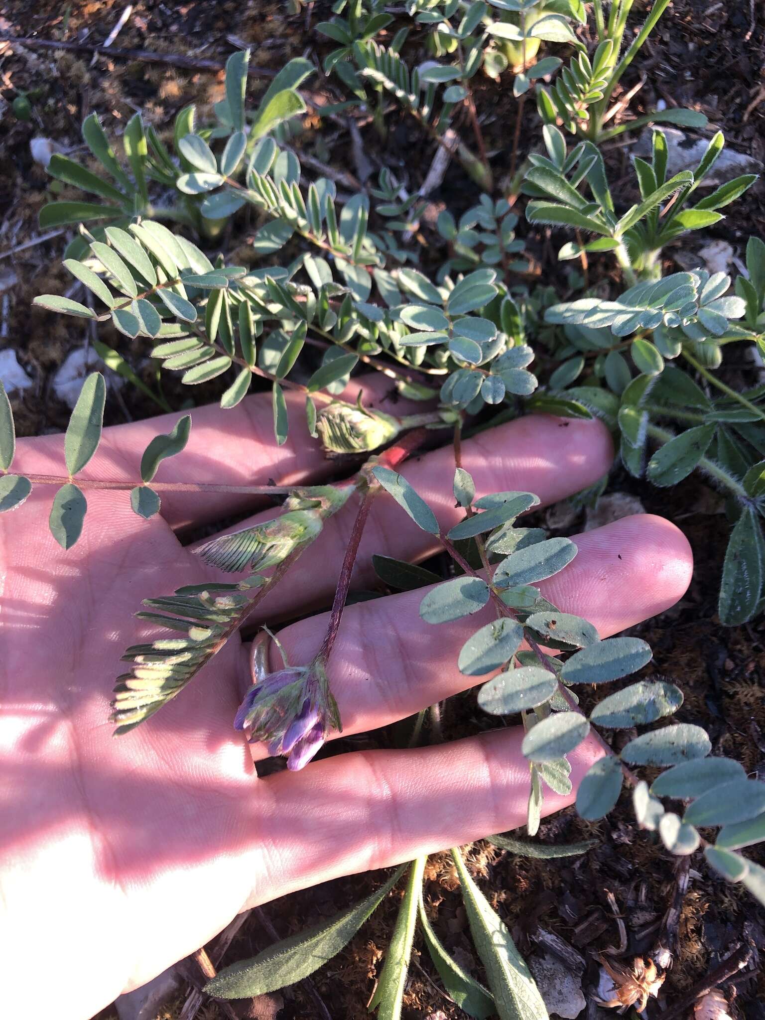 Imagem de Astragalus bibullatus Barneby & E. L. Bridges