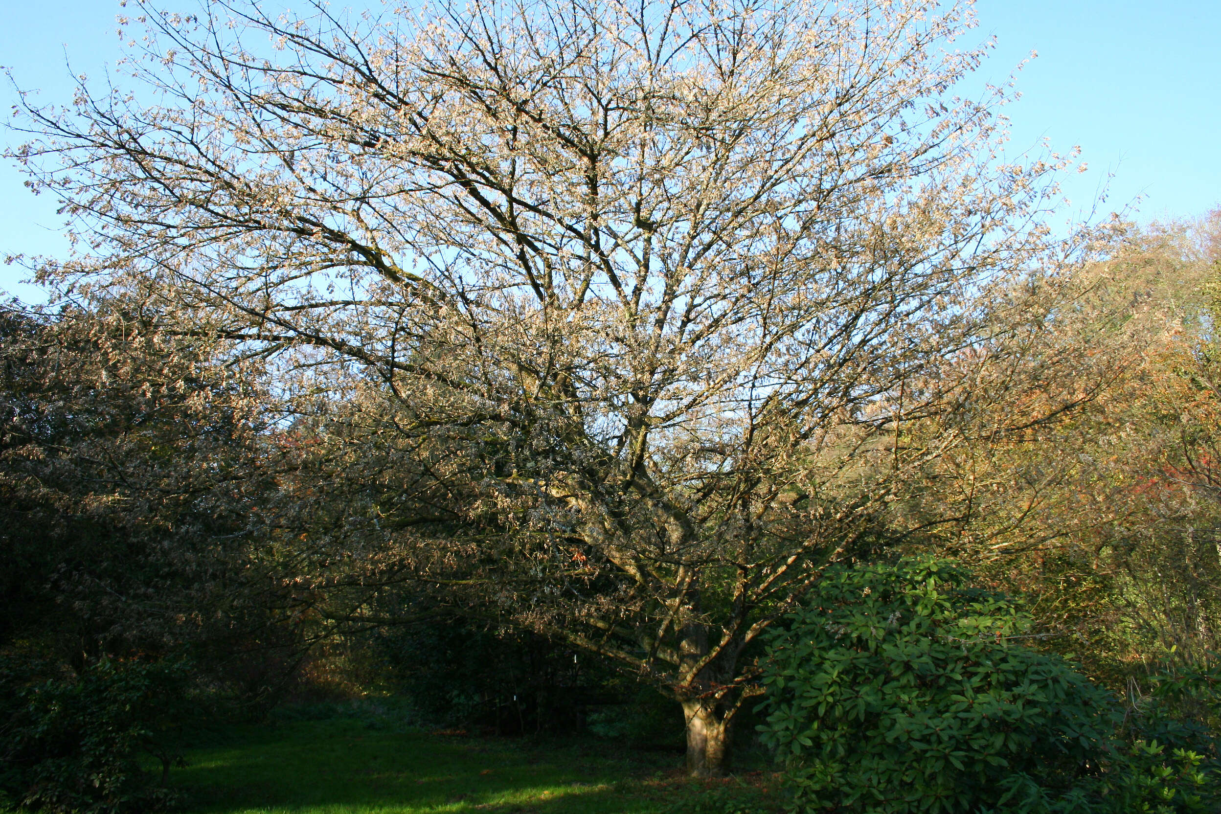 Acer cissifolium (Sieb. & Zucc.) C. Koch resmi