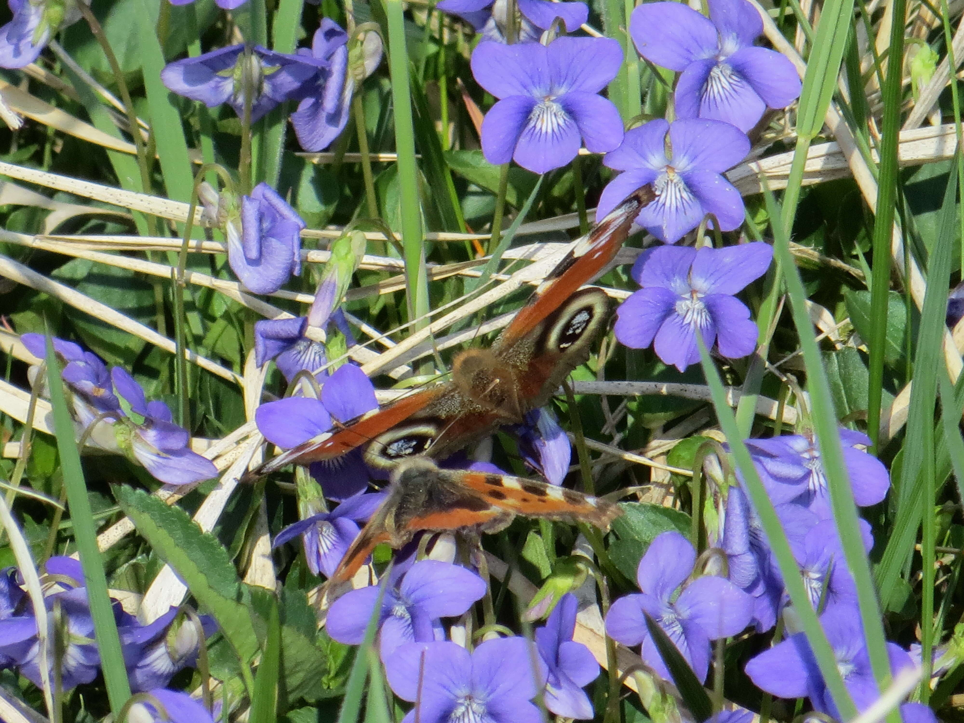 Image of dog violet