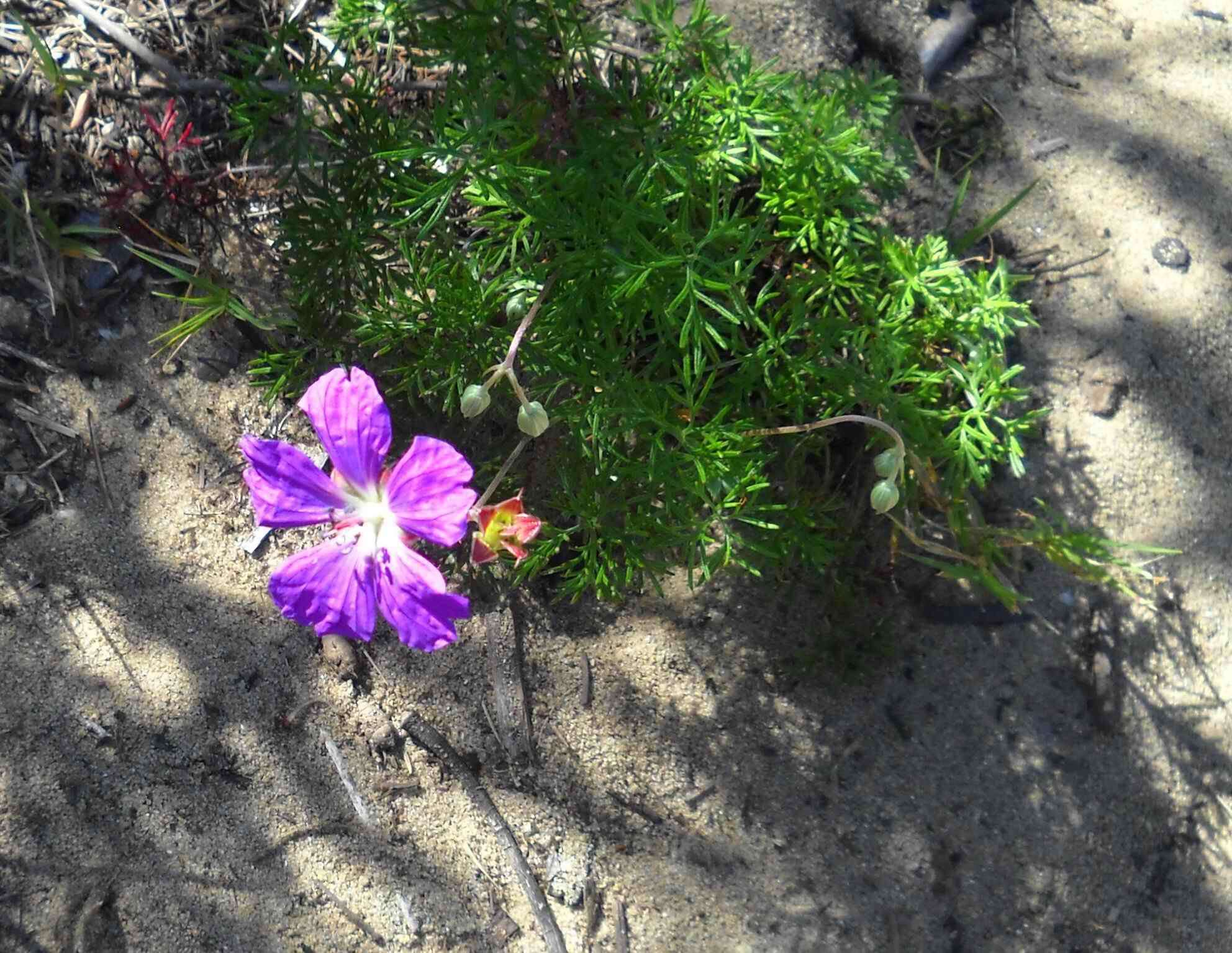 Image of Carpet geranium