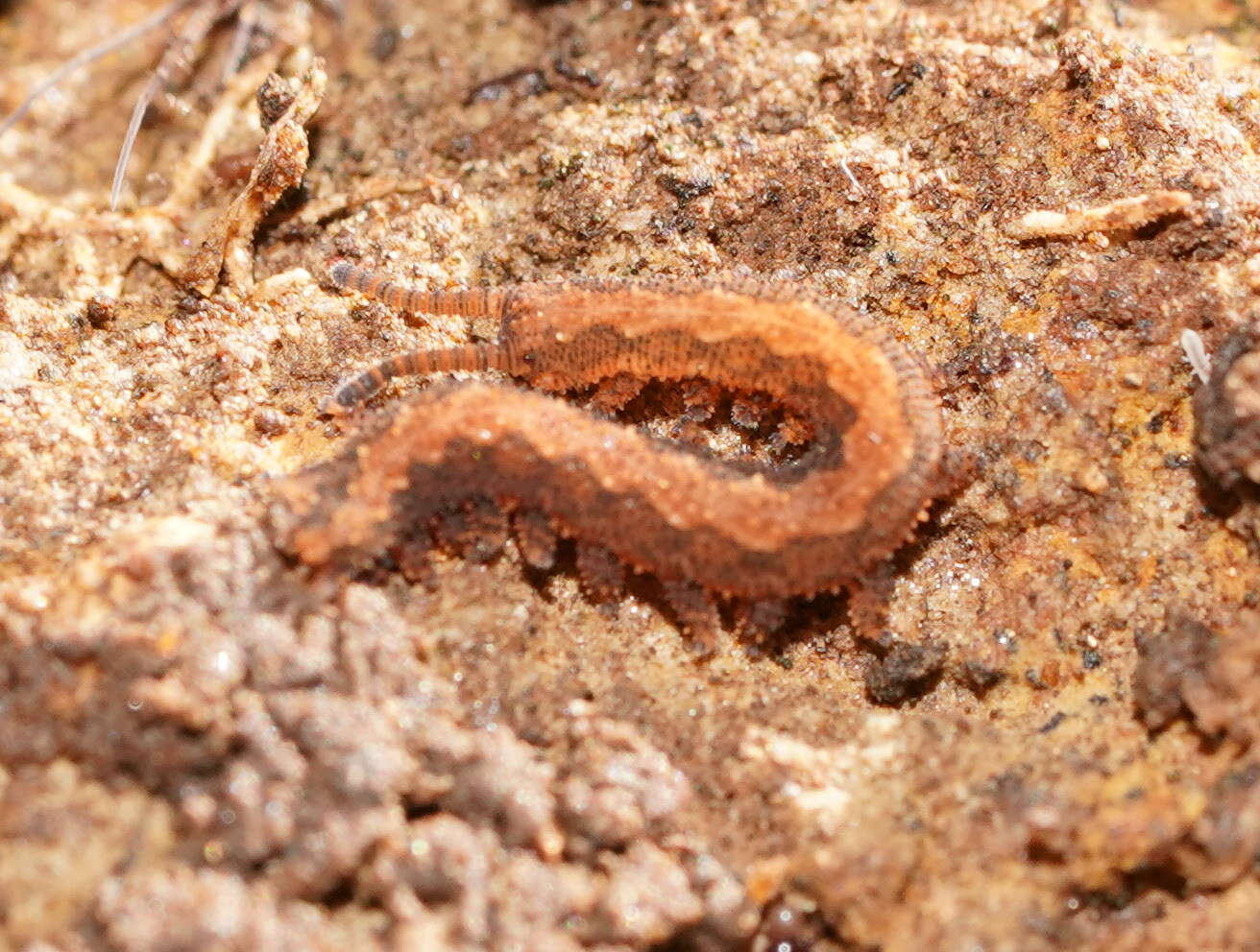 Image of Ooperipatus centunculus Reid 1996