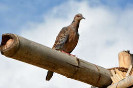 Image of Oriental Turtle Dove