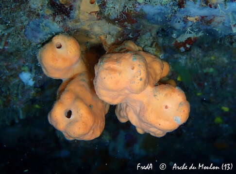 Image of Maltese sponge