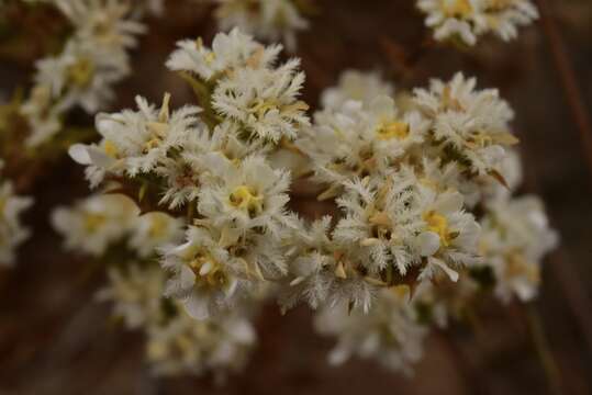 Imagem de Triptilion gibbosum Remy