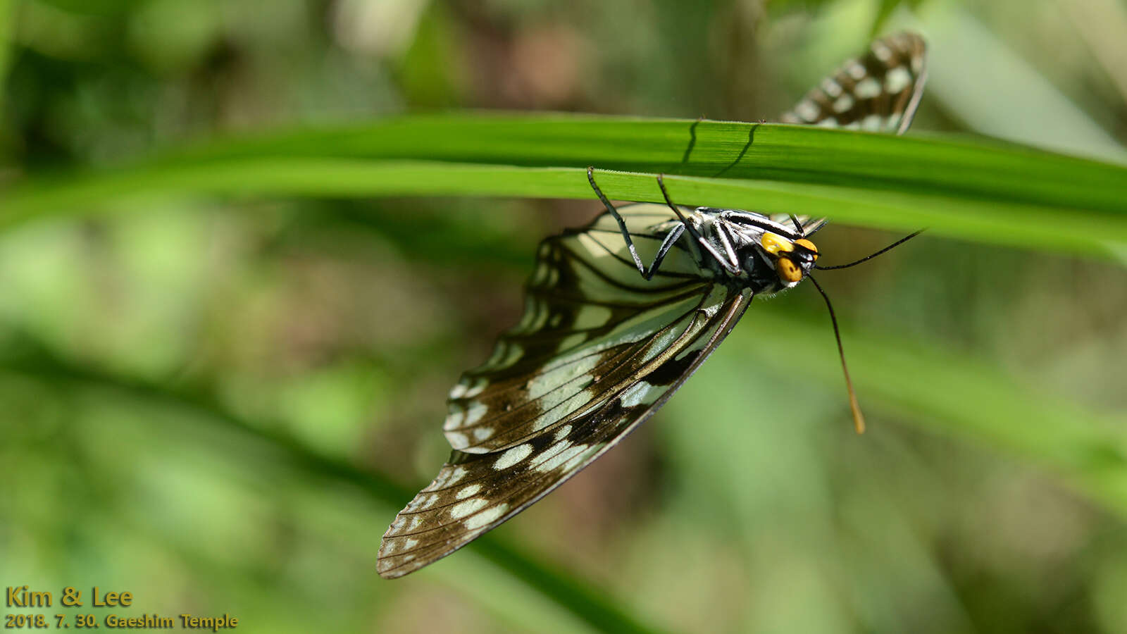 Plancia ëd Hestina persimilis Westwood (1850)