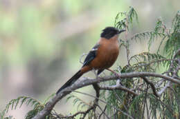 Image of Rufous Sibia