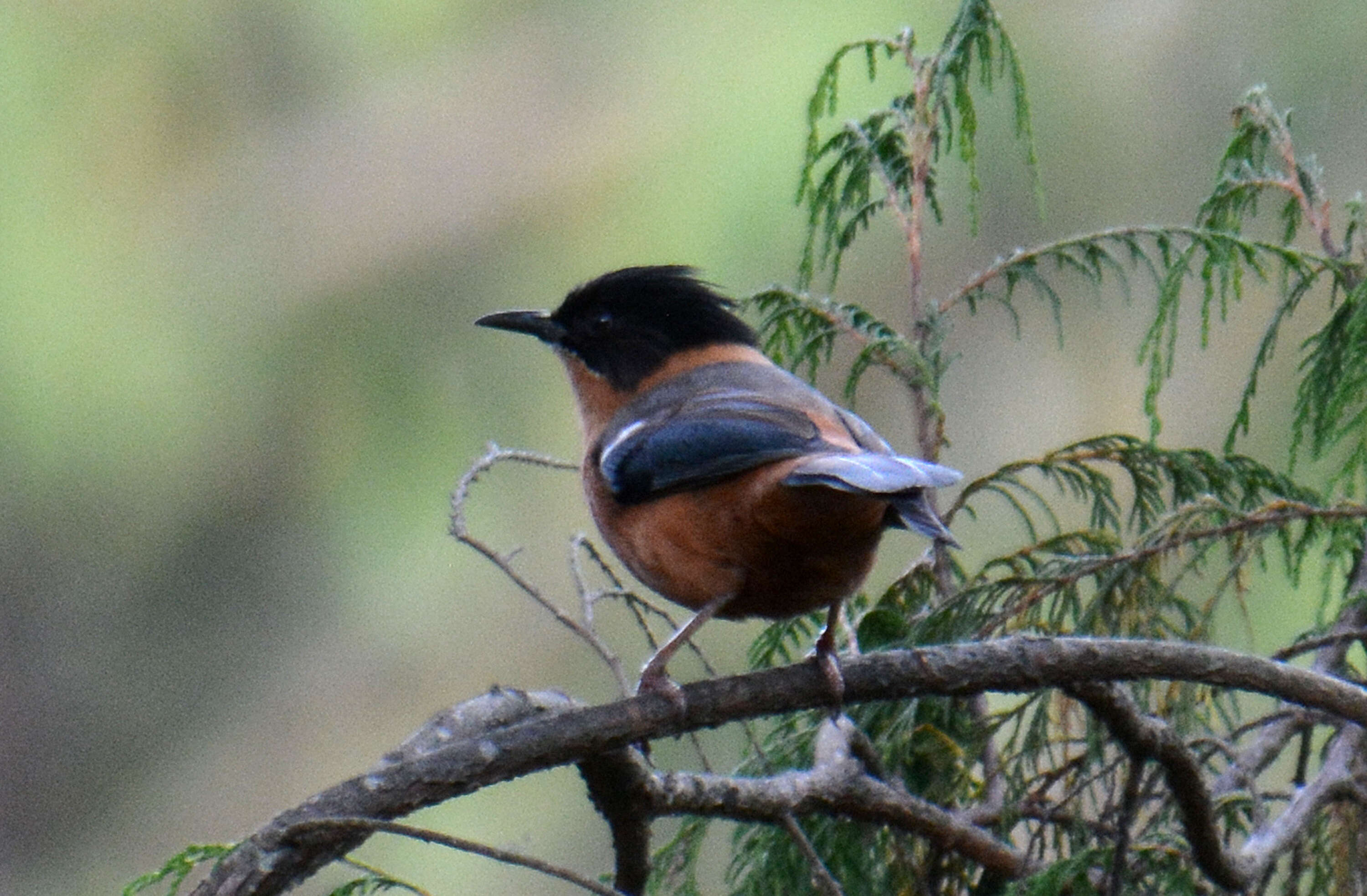 Image of Rufous Sibia