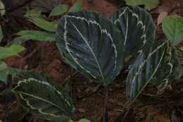 Image of Goeppertia roseopicta (Linden ex Lem.) Borchs. & S. Suárez