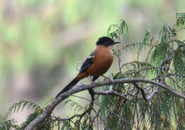 Image of Rufous Sibia