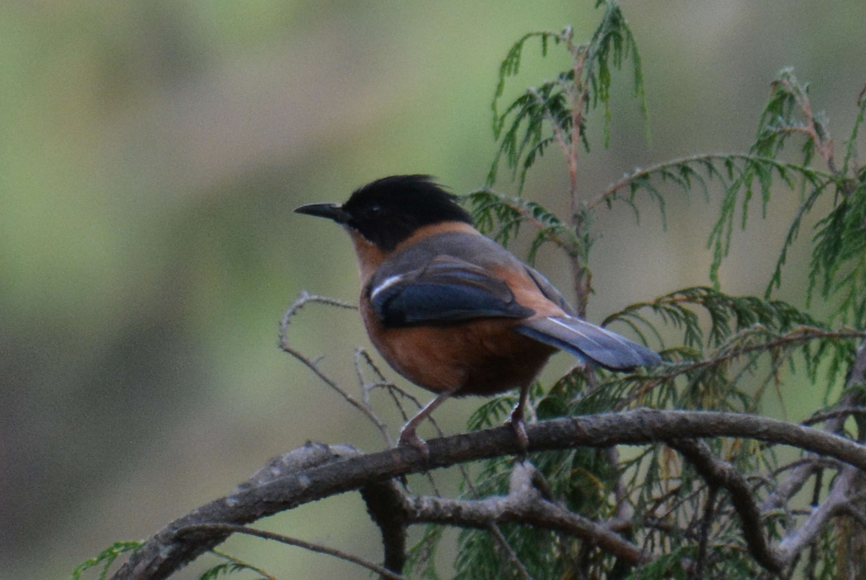 Image of Rufous Sibia