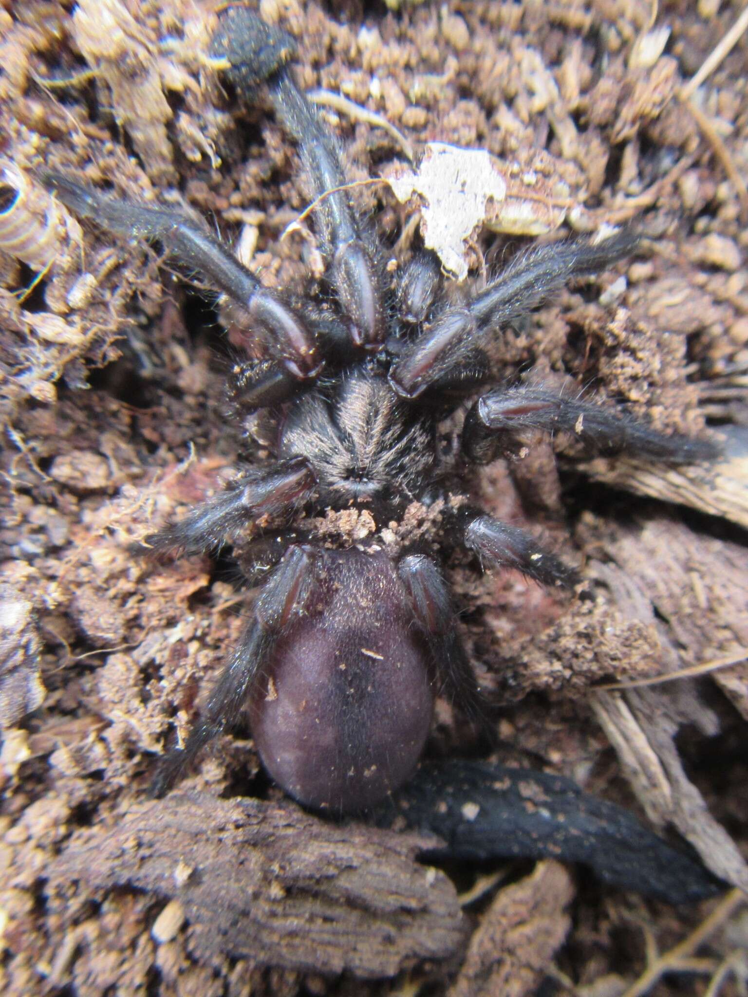 Image of Stanwellia grisea (Hogg 1901)