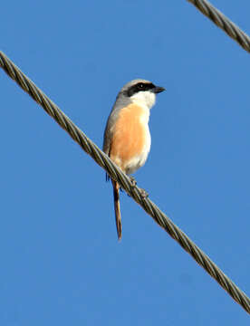 Image of Grey-backed Shrike