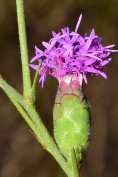 Image of branched blazing star