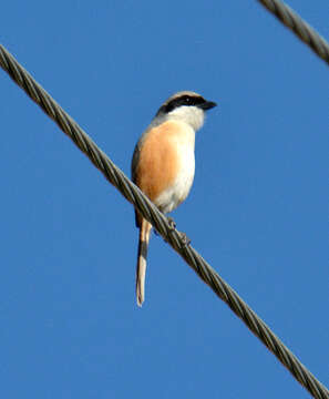 Image of Grey-backed Shrike