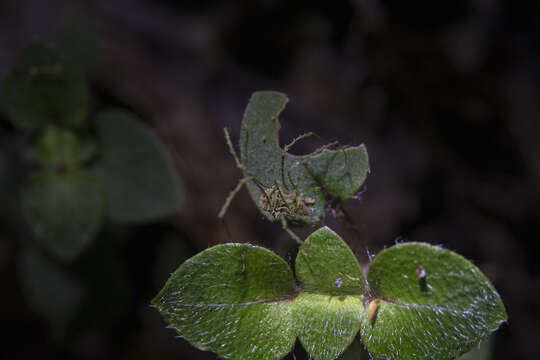 Image of Algidia viridata bicolor Forster 1954