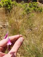 صورة Dierama mossii (N. E. Br.) Hilliard