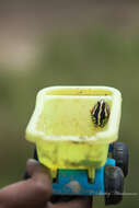 Image of Marbled Reed Frog