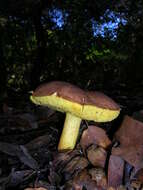 Слика од Boletus subtomentosus L. 1753