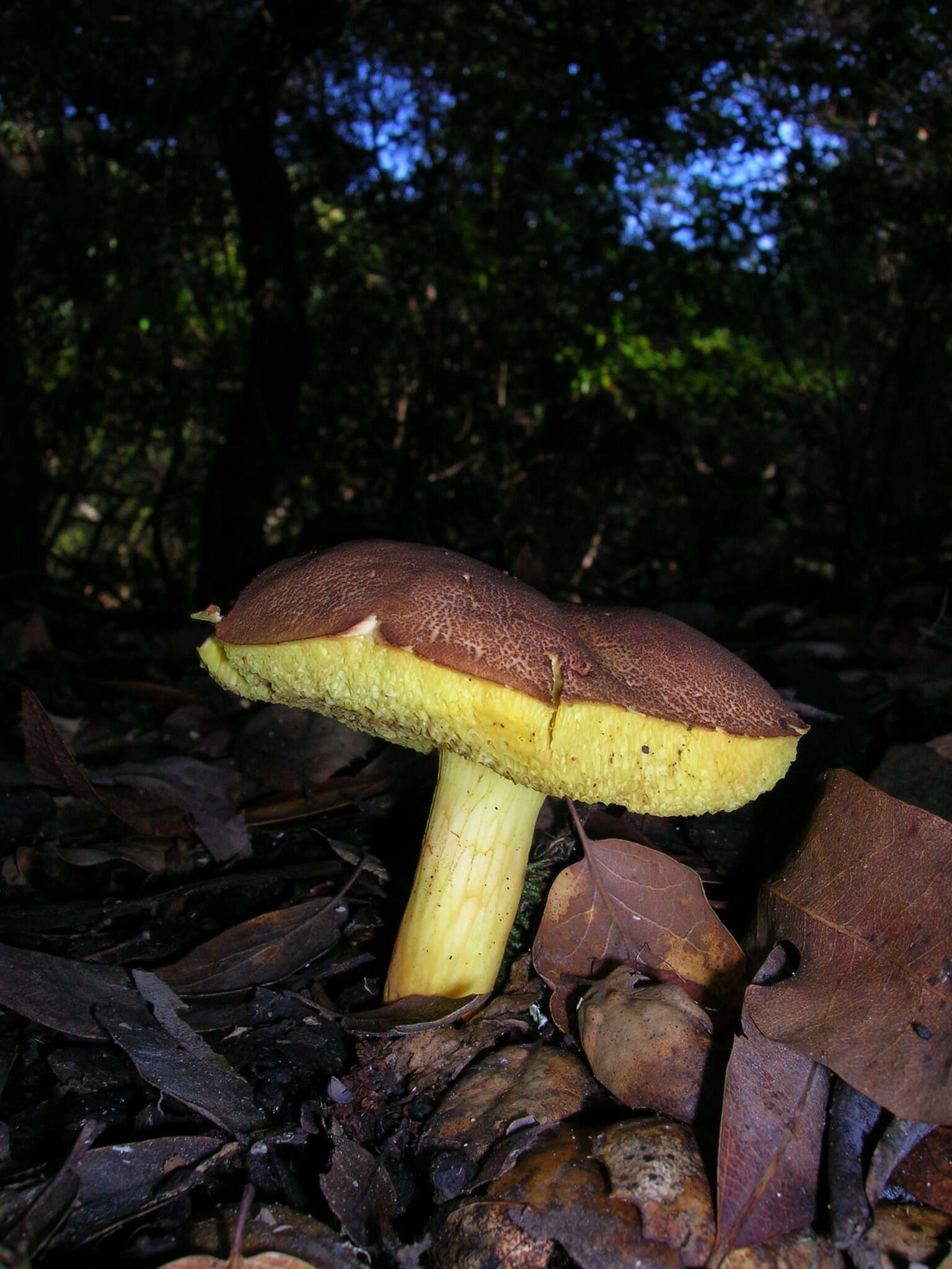 Image of Boletus subtomentosus L. 1753