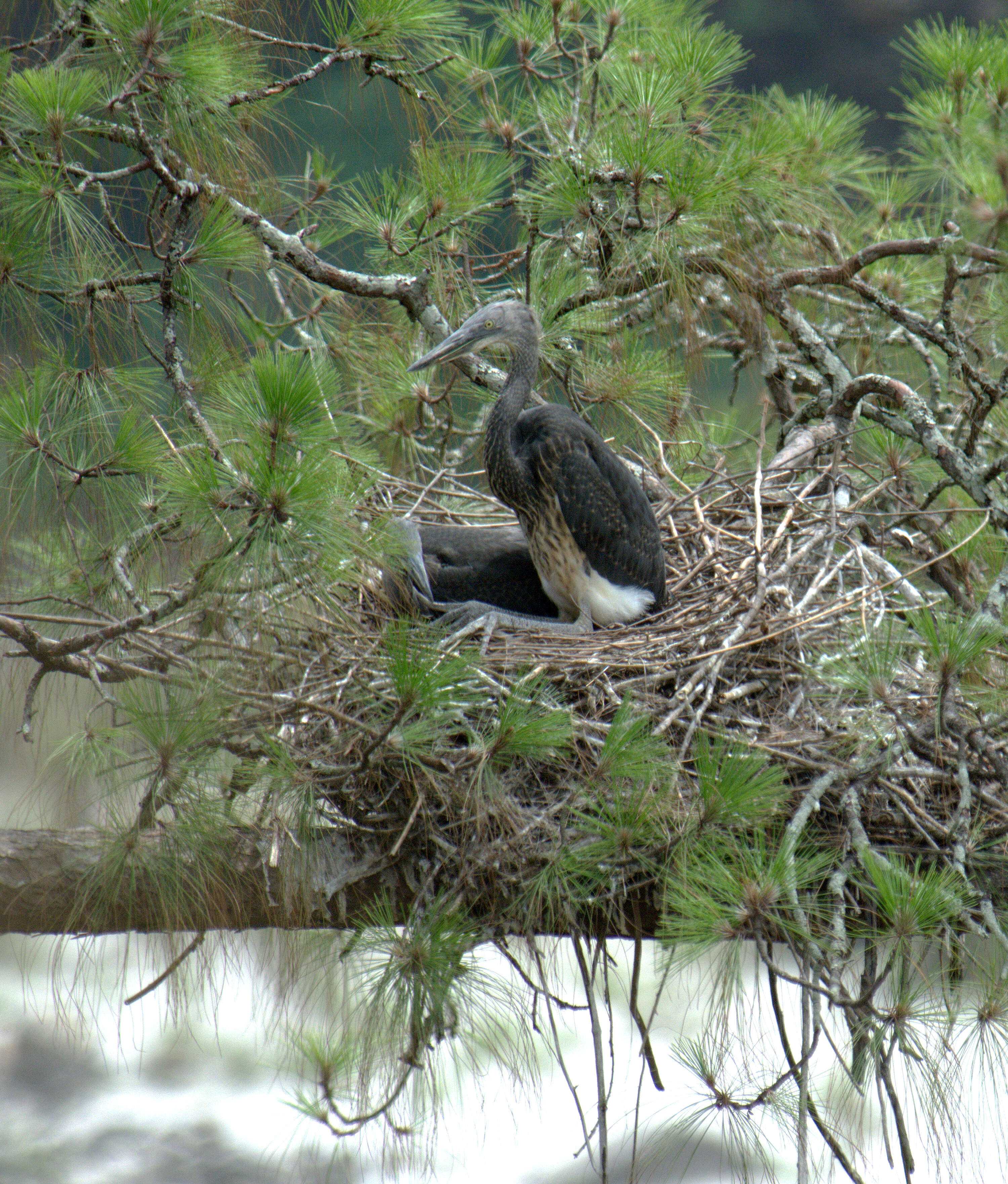 Imagem de Ardea insignis Hume 1878