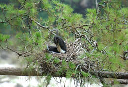 Imagem de Ardea insignis Hume 1878