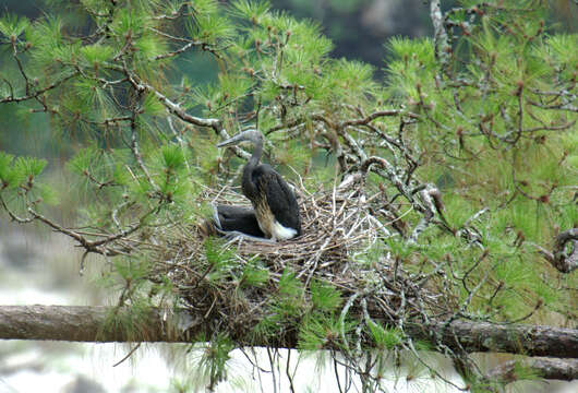 Слика од Ardea insignis Hume 1878