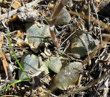 Haworthia bayeri J. D. Venter & S. A. Hammer resmi