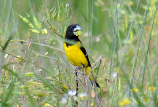 Image of Spot-winged Grosbeak