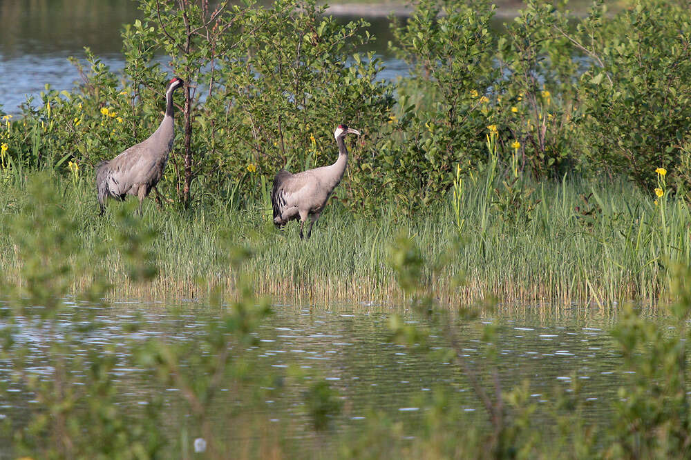 Image of Common Crane