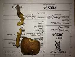 Image of Aureoboletus roxanae (Frost) Klofac 2010