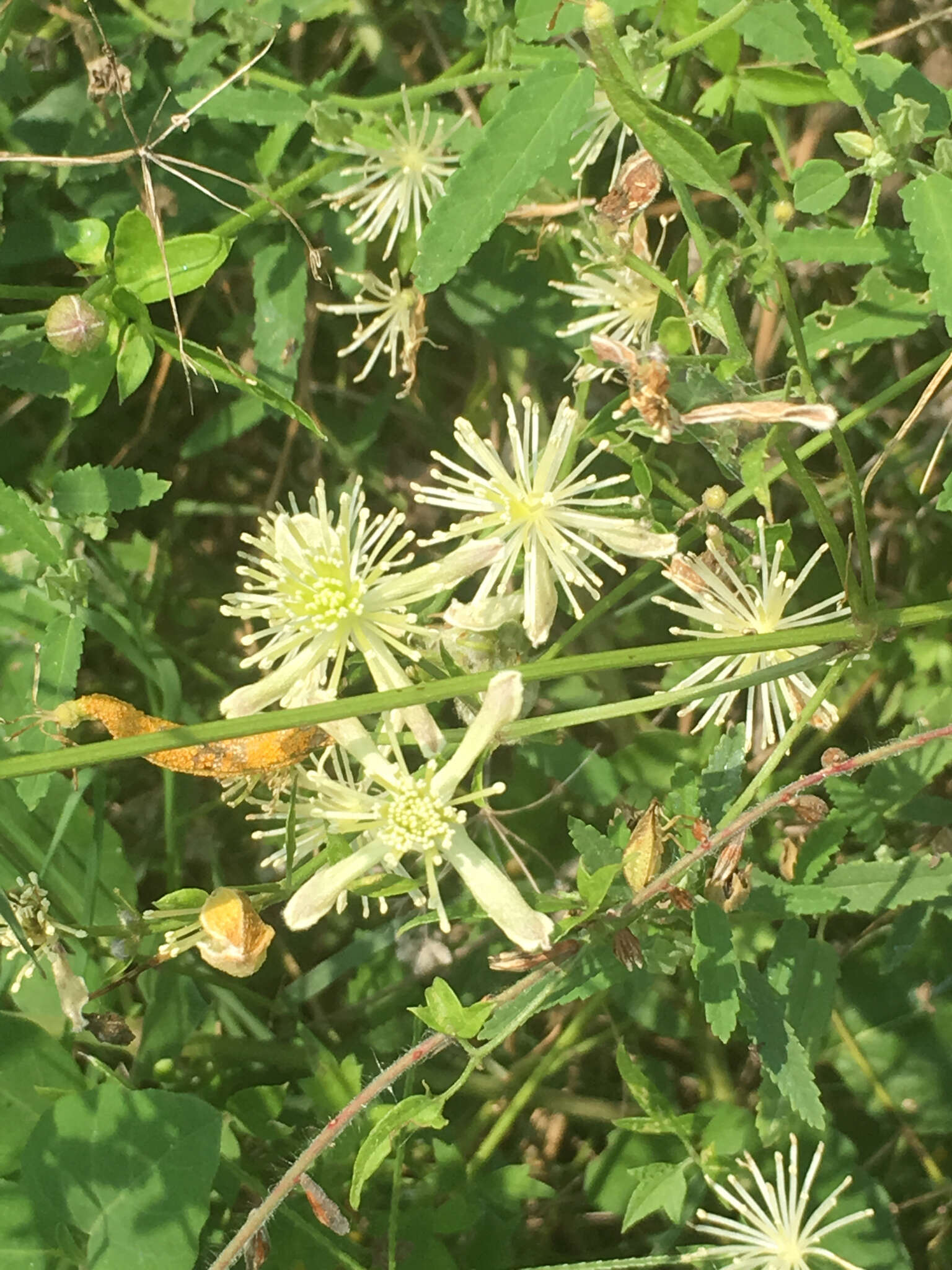 Plancia ëd Clematis drummondii Torr. & Gray