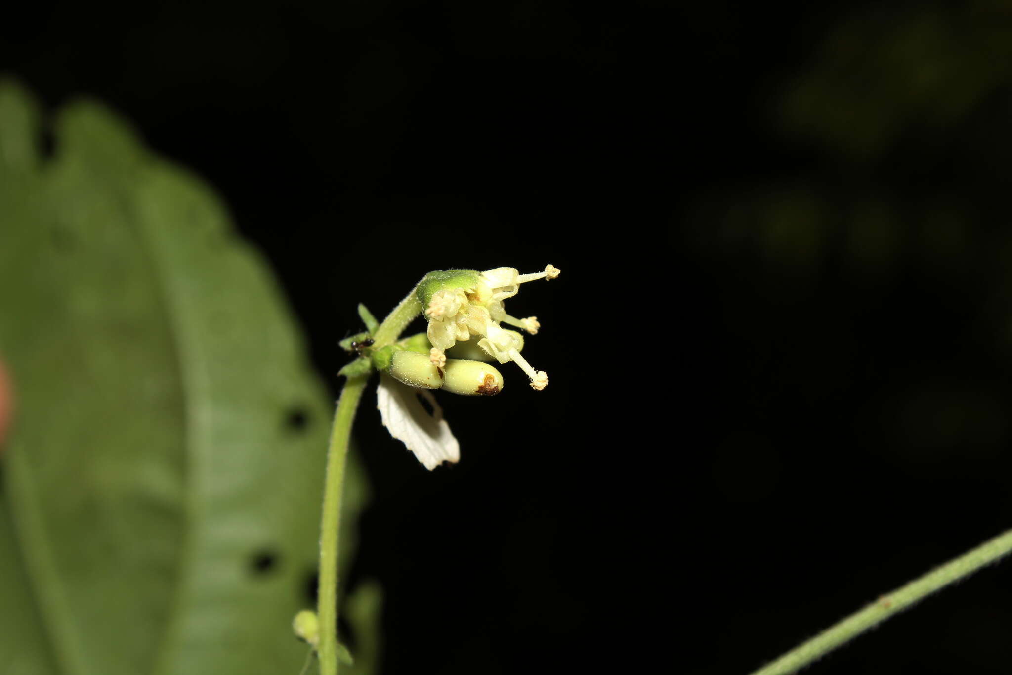 Image of Dalechampia heterobractea Armbr.