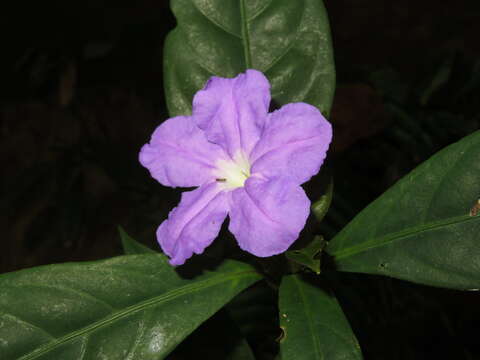 Image of Ruellia yurimaguensis Lindau