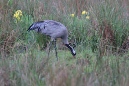 Image of Common Crane