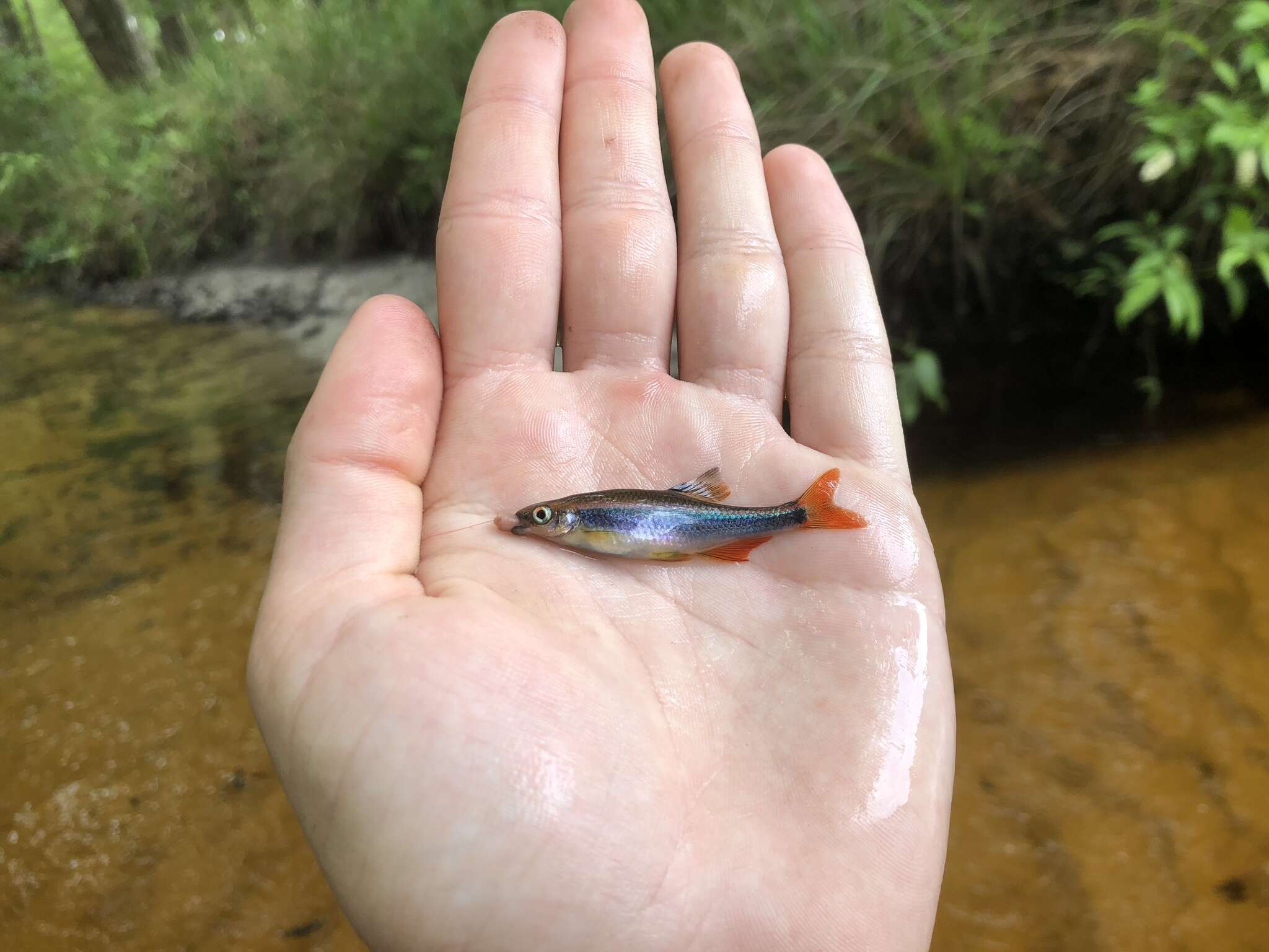 Image of Metallic Shiner