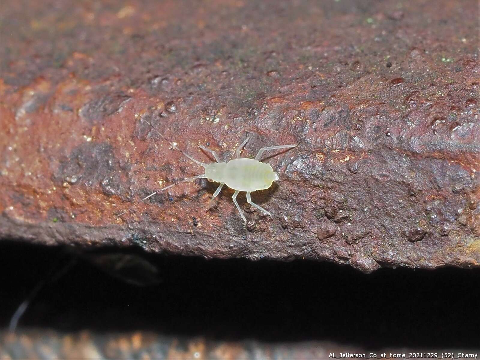 Image of Aphid