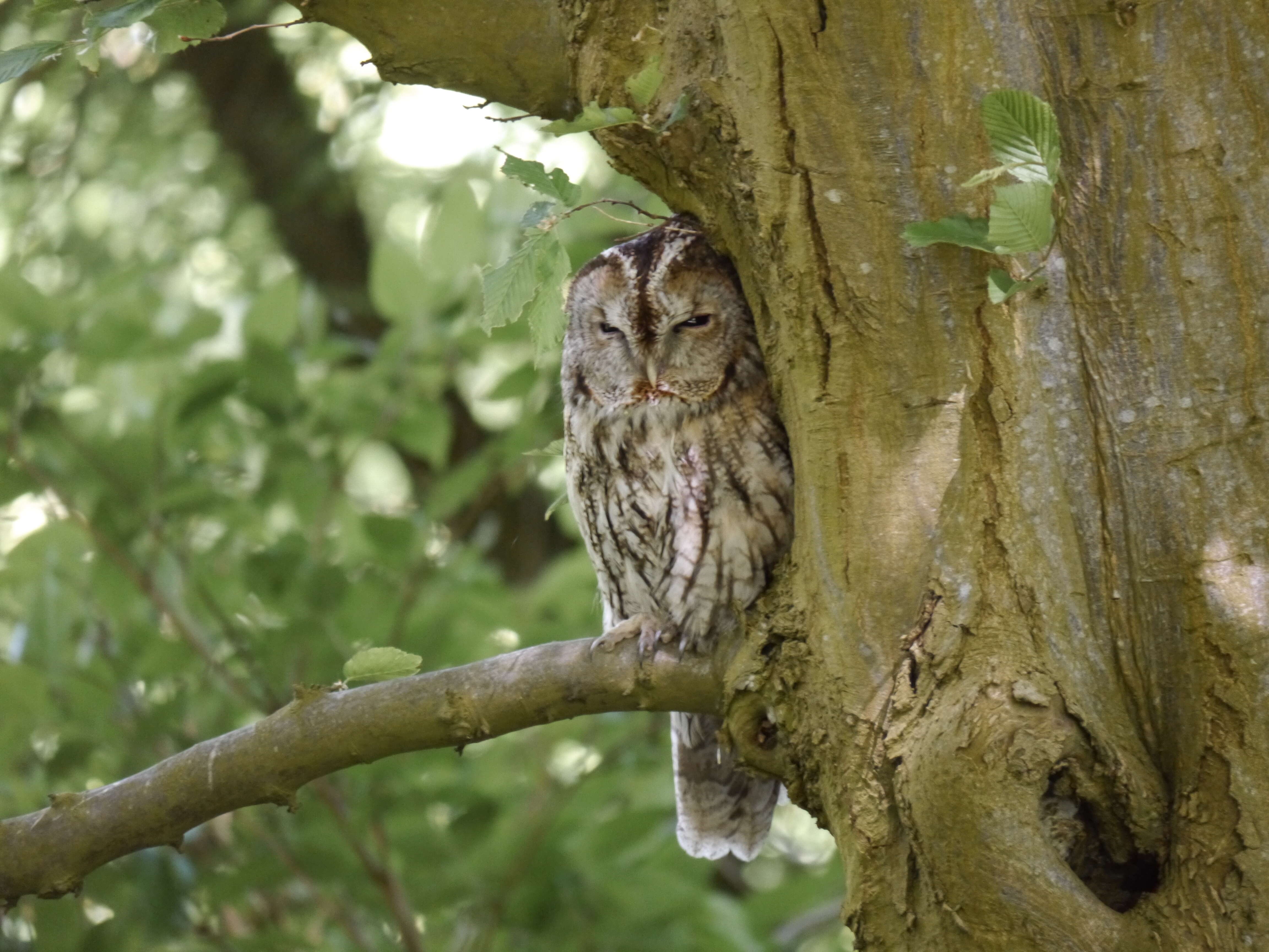 Image of Tawny Owl