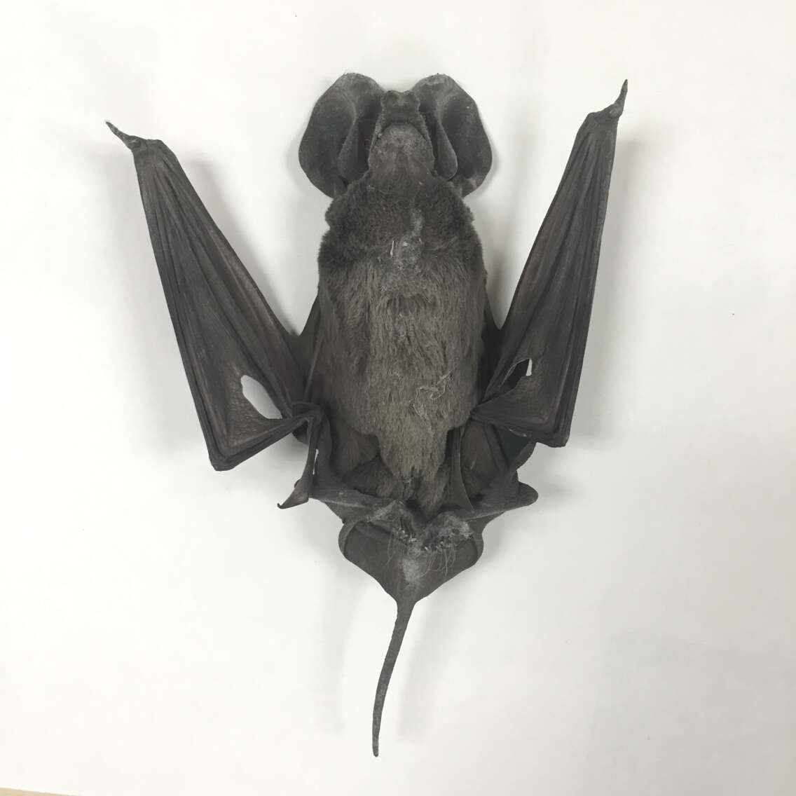 Image of Greater Bonneted Bat