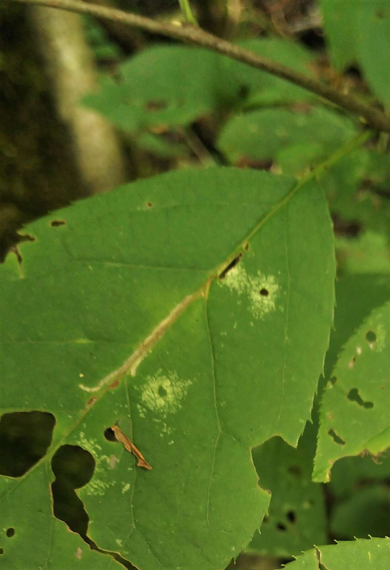 Image of Bucculatrix pomifoliella Clemens 1860