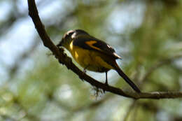 Image of Short-billed Minivet