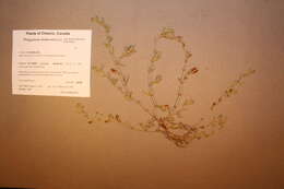 Image of Fowler's knotweed