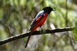 Image of Short-billed Minivet