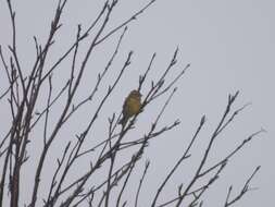 Image of Yellowhammer