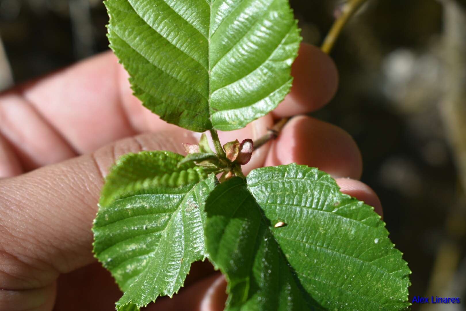 Image de Alnus oblongifolia Torr.