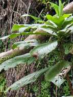 Image de Digitalis sceptrum L. fil.